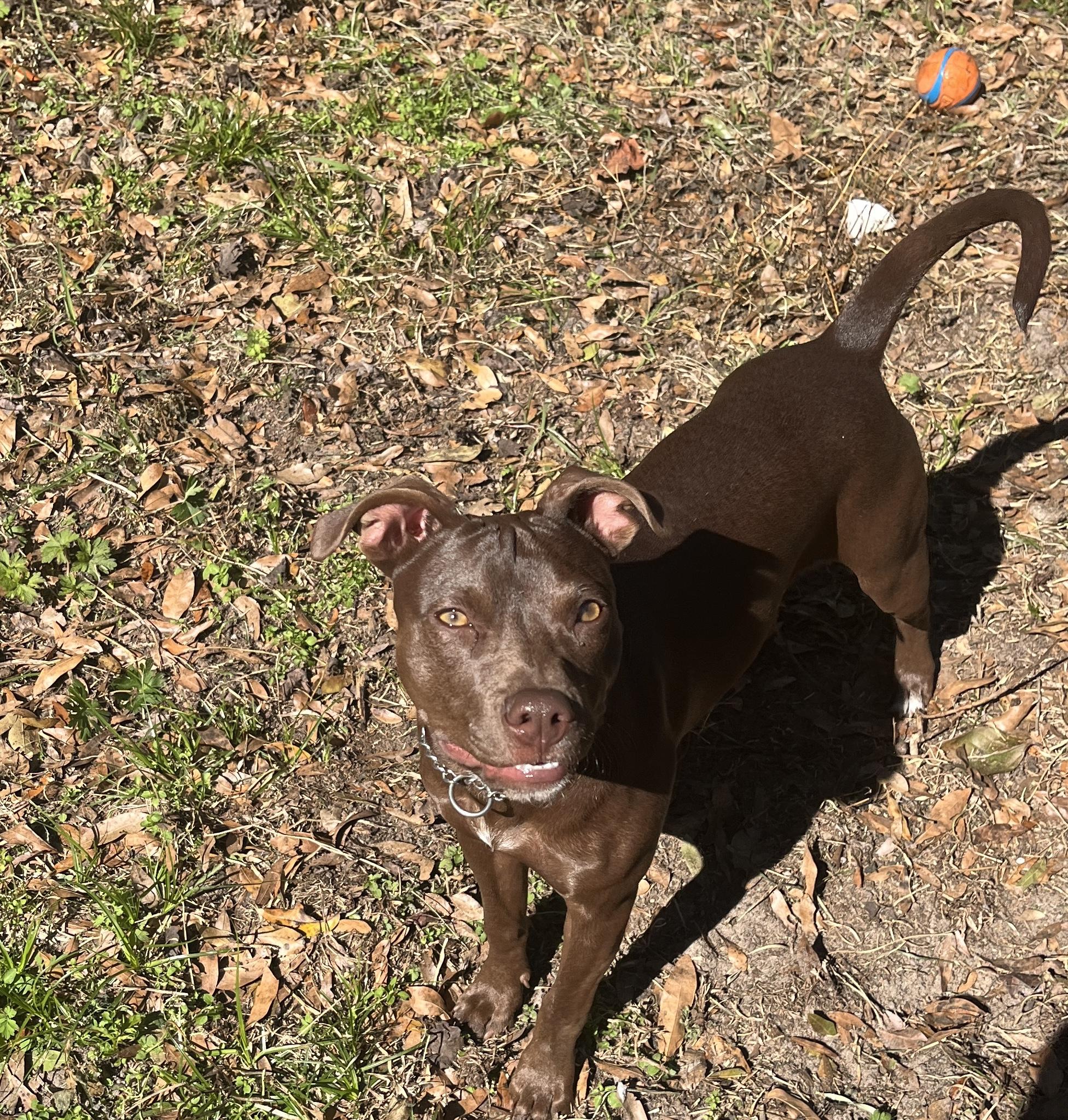Enlarge Pixie, a ADOPTABLE Toy Manchester Terrier in Wildwood, FL image 2/6