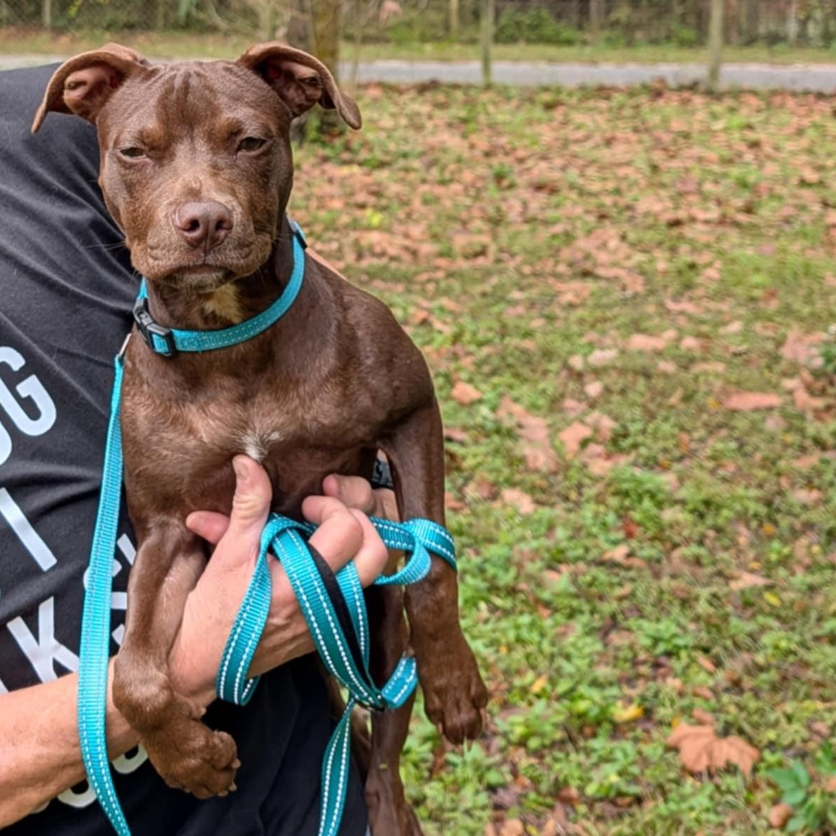 Stella Luna, ADOPTABLE, Young Female Pit Bull Terrier.