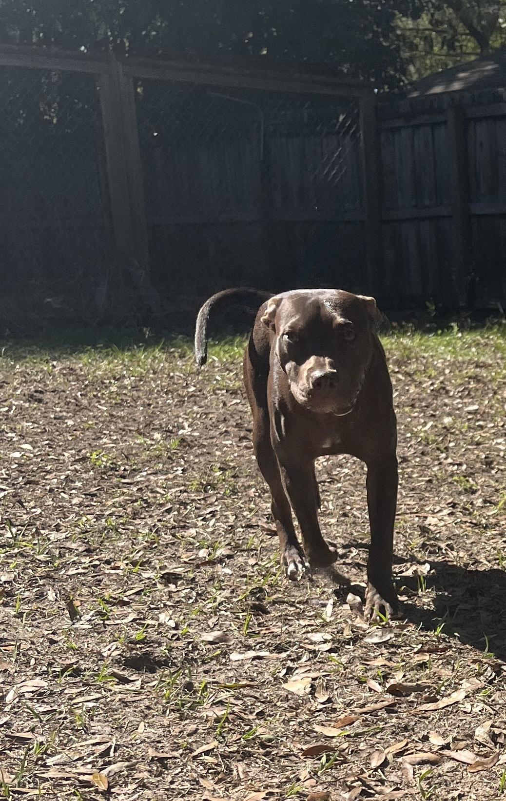 Enlarge Pixie, a ADOPTABLE Toy Manchester Terrier in Wildwood, FL image 6/6