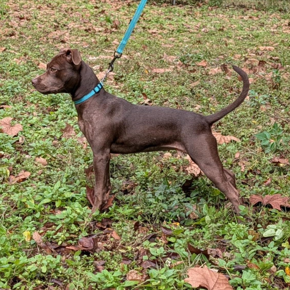 Enlarge Stella Luna, a ADOPTABLE mixed breed in Wildwood, FL image 4/6