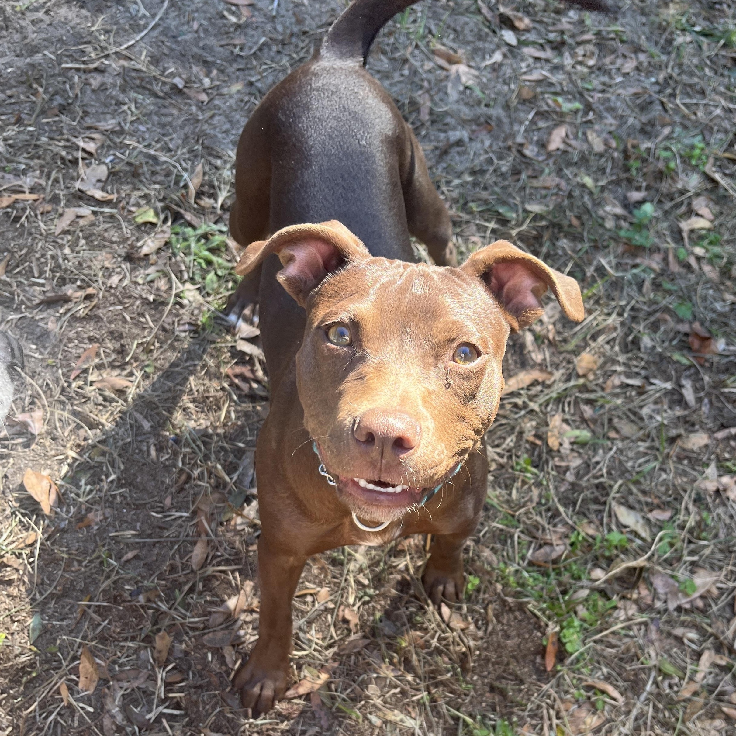Pixie, ADOPTABLE, Young Female Toy Manchester Terrier.
