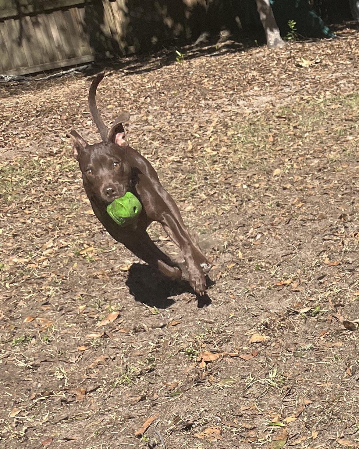 Enlarge Pixie, a ADOPTABLE Toy Manchester Terrier in Wildwood, FL image 5/6