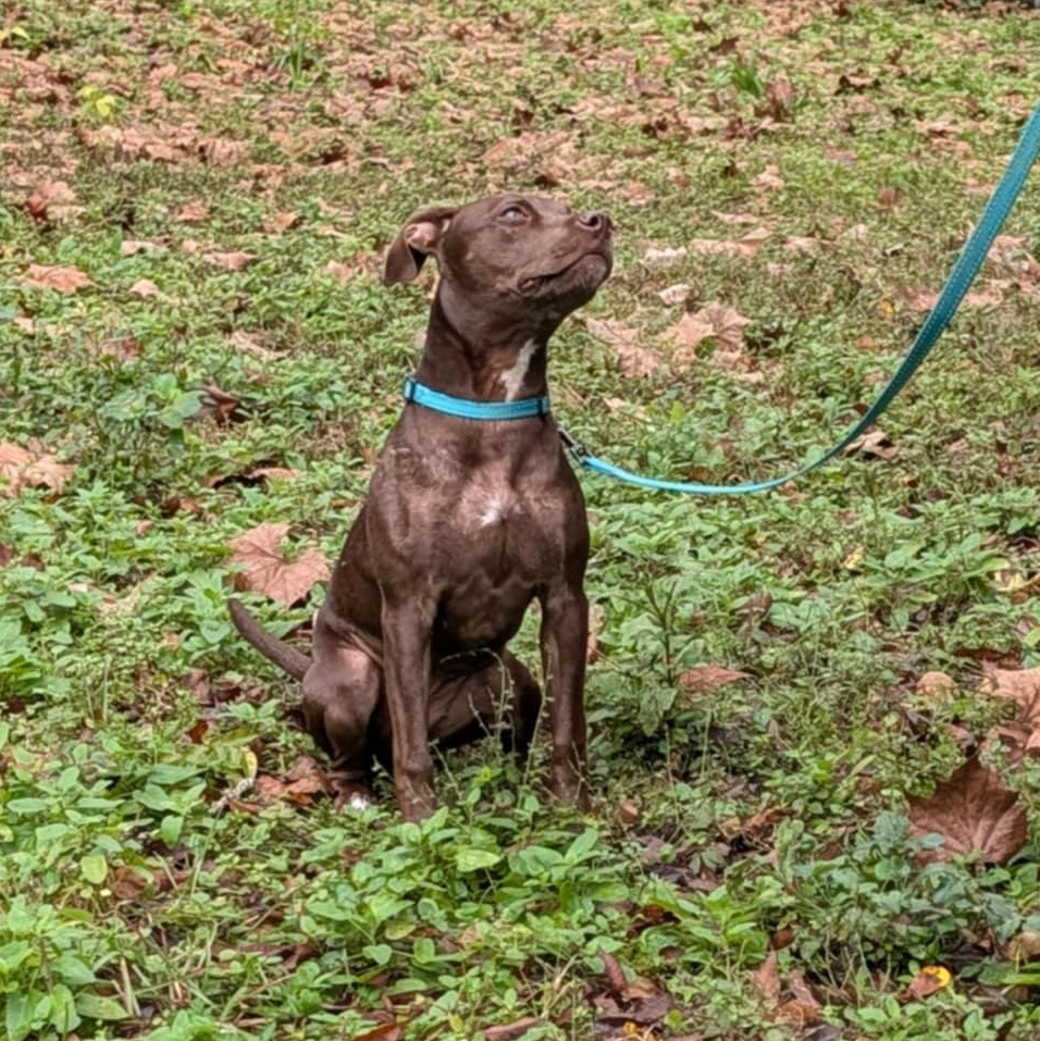 Enlarge Stella Luna, a ADOPTABLE mixed breed in Wildwood, FL image 3/6