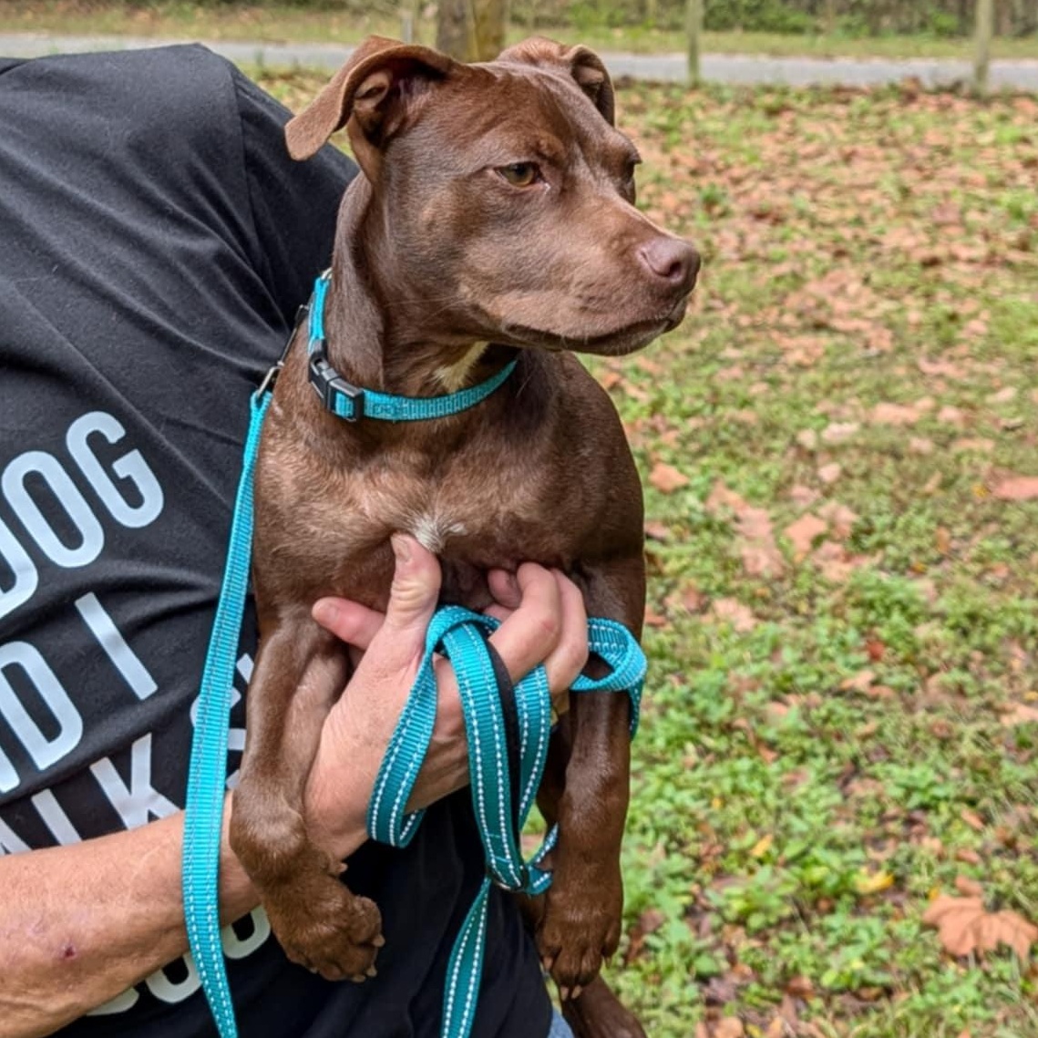 Enlarge Stella Luna, a ADOPTABLE mixed breed in Wildwood, FL image 5/6