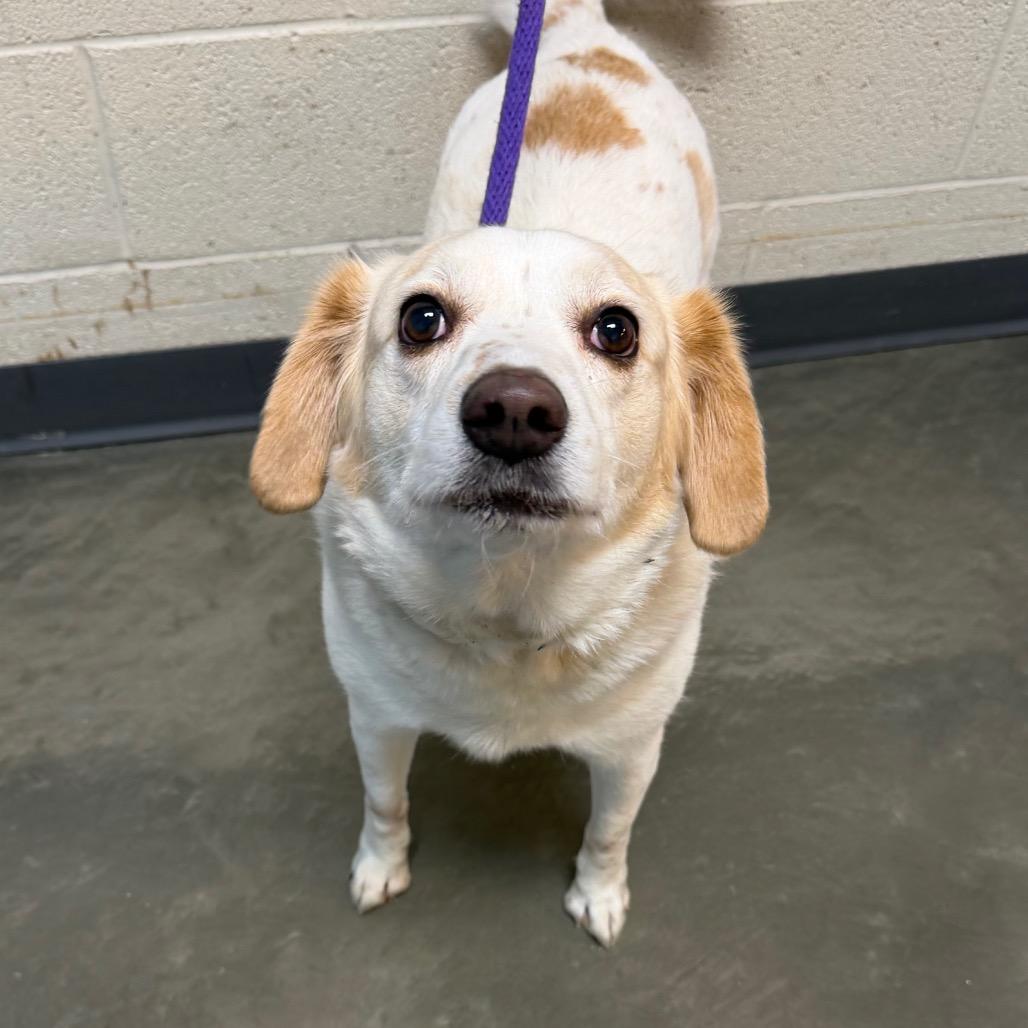 Enlarge Belvedere, a Adoptable Mixed Breed in DeKalb, IL image 1/4