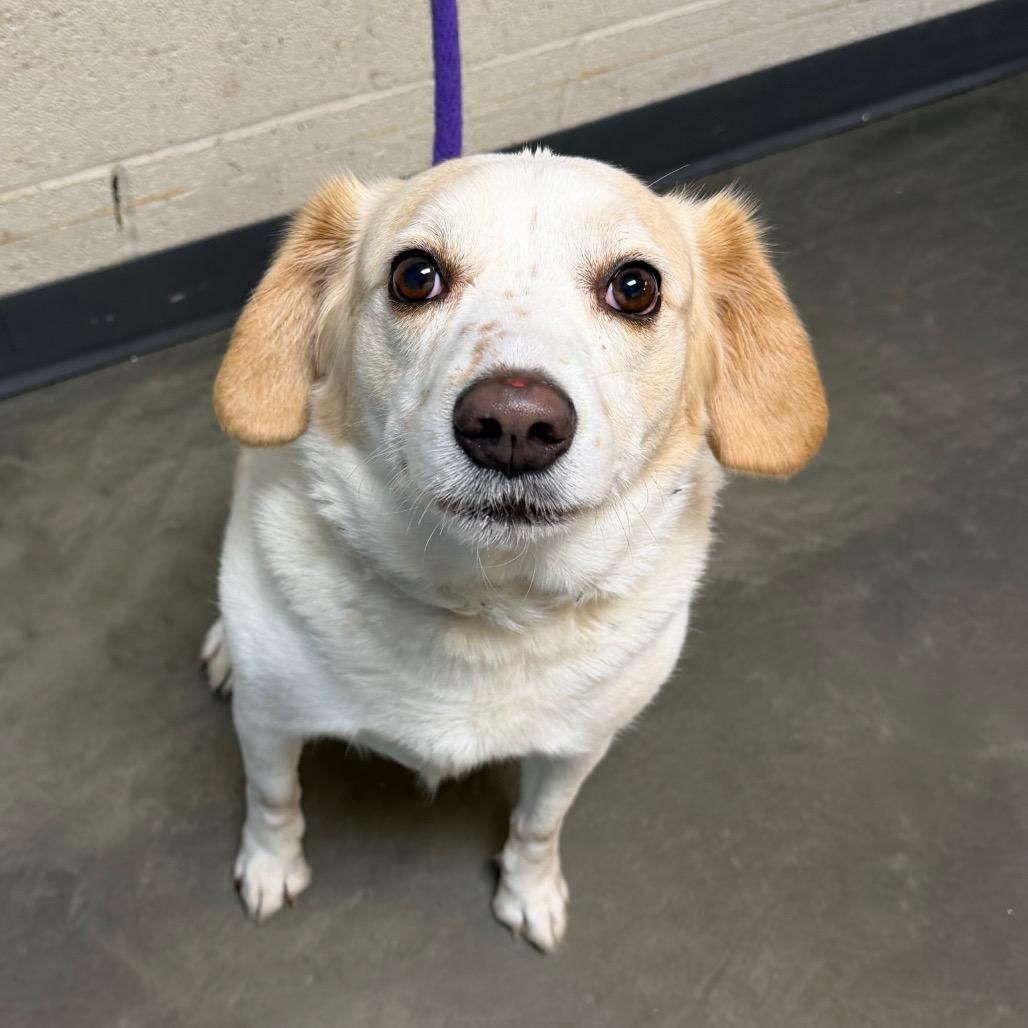 Enlarge Belvedere, a Adoptable Mixed Breed in DeKalb, IL image 2/4