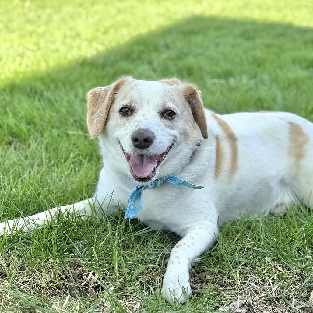 Enlarge Belvedere, a Adoptable Mixed Breed in DeKalb, IL image 3/4