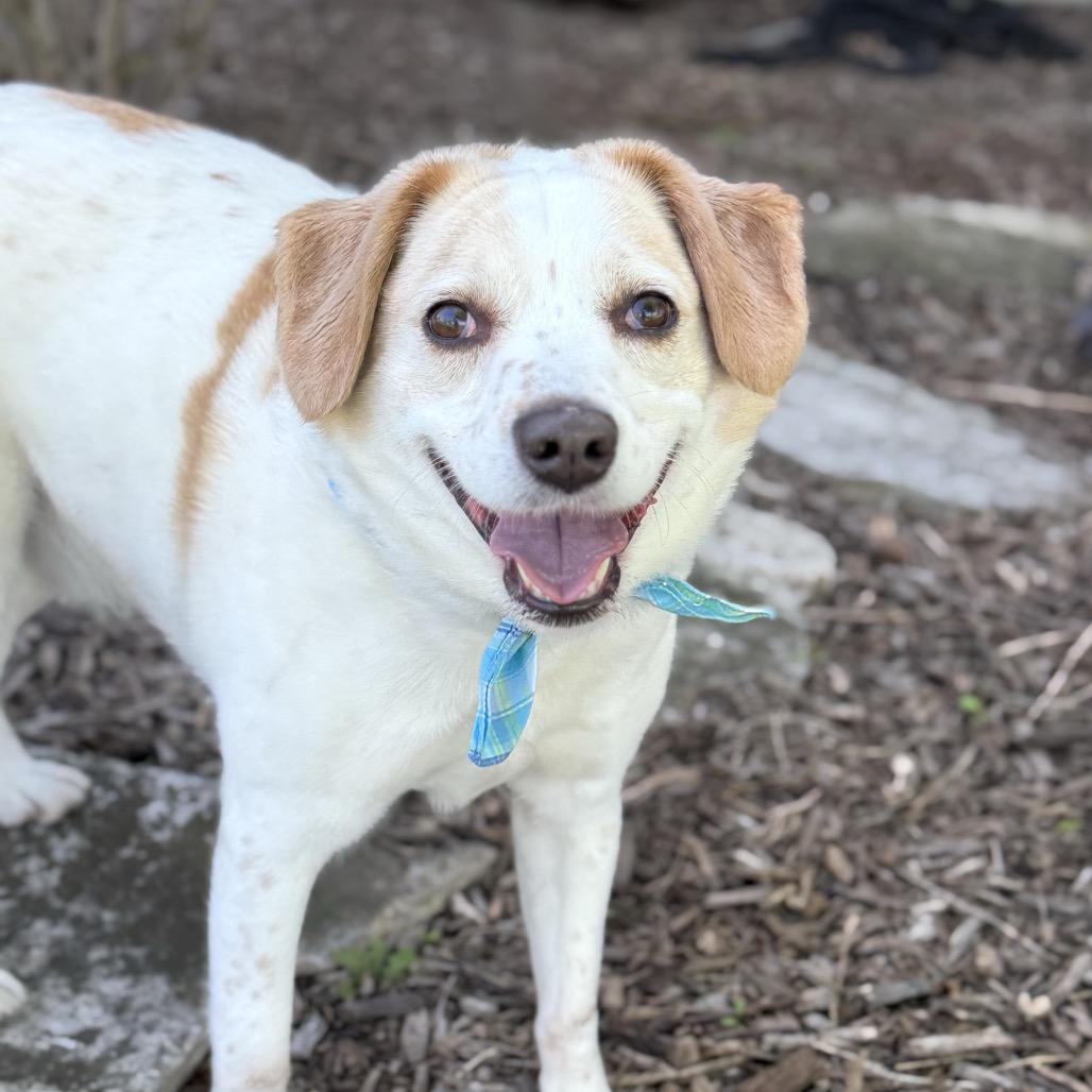 Enlarge Belvedere, a Adoptable Mixed Breed in DeKalb, IL image 4/4