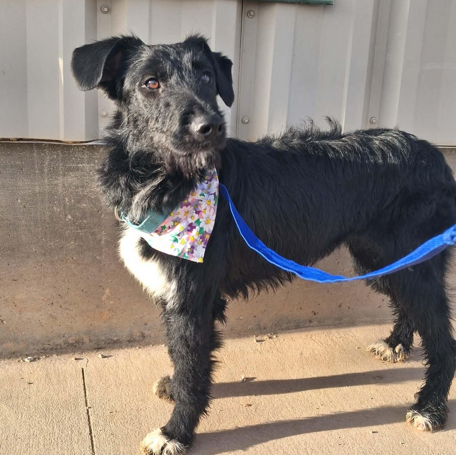 Enlarge Flitter, a ADOPTABLE Mixed Breed in Roosevelt, UT image 5/5