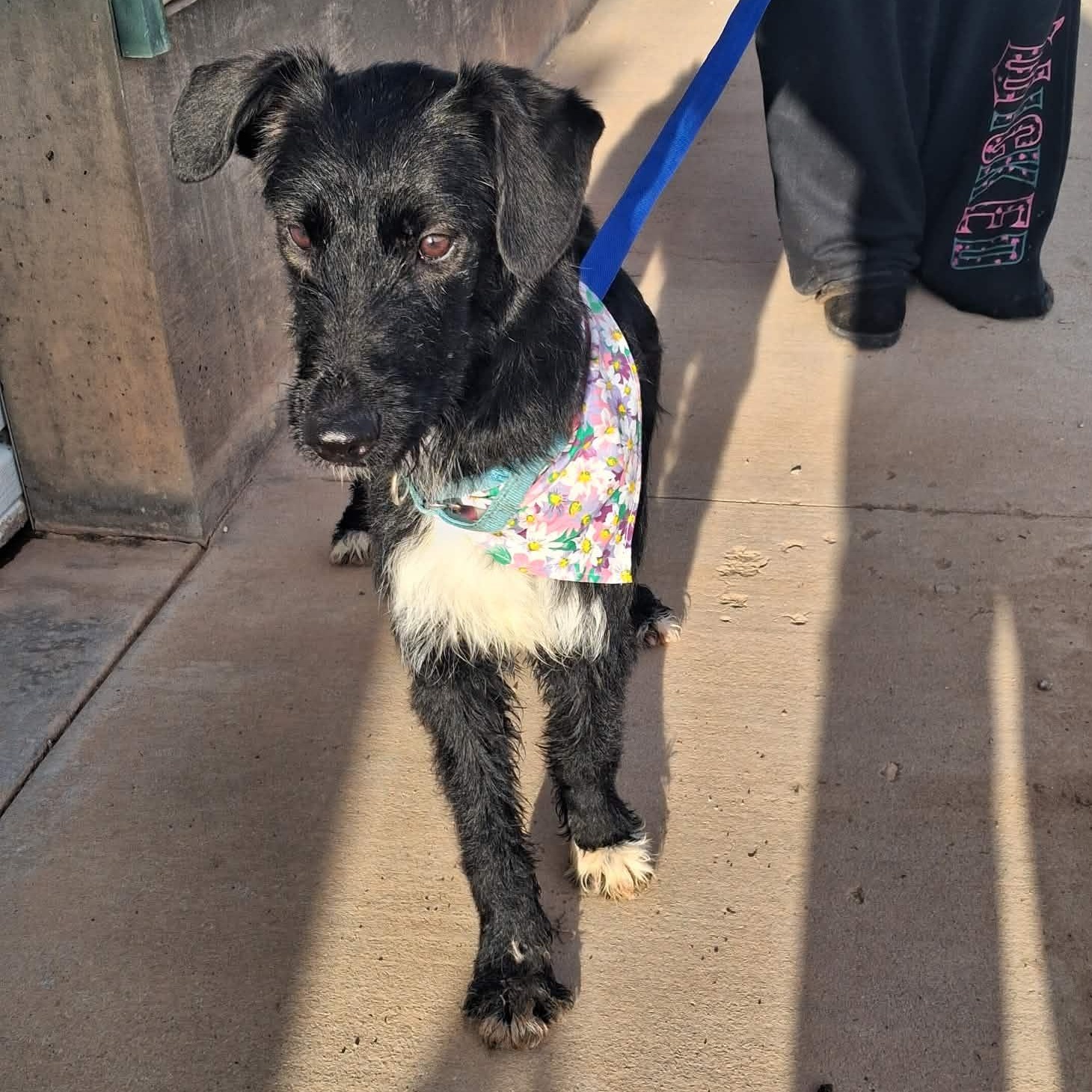 Enlarge Flitter, a ADOPTABLE Mixed Breed in Roosevelt, UT image 3/5