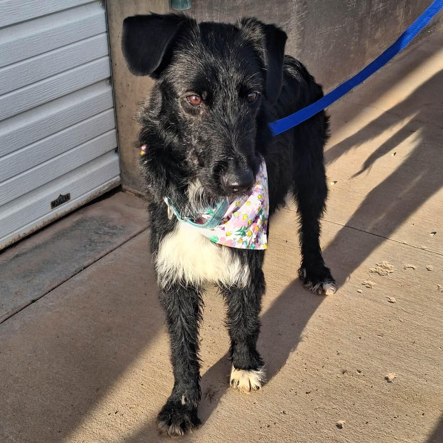 Enlarge Flitter, a ADOPTABLE Mixed Breed in Roosevelt, UT image 2/5
