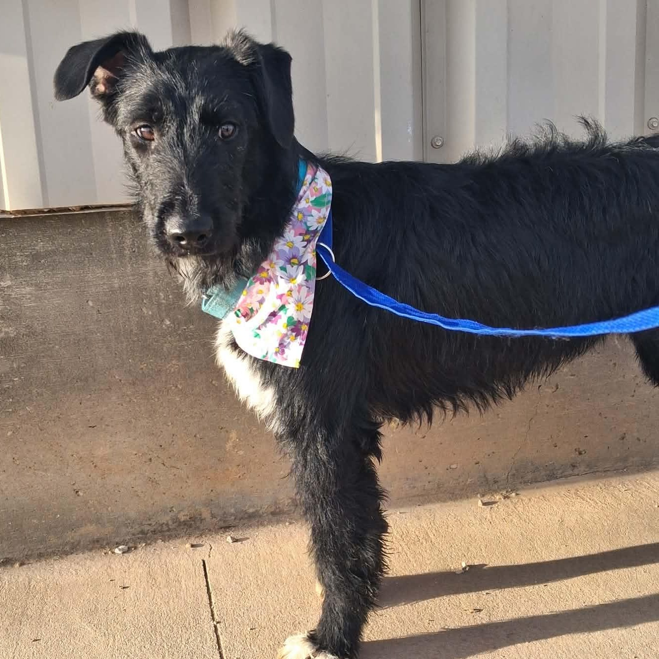 Enlarge Flitter, a ADOPTABLE Mixed Breed in Roosevelt, UT image 4/5