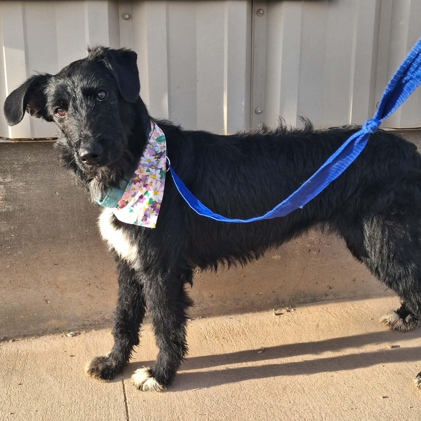 Flitter, ADOPTABLE, Adult Female Mixed Breed.