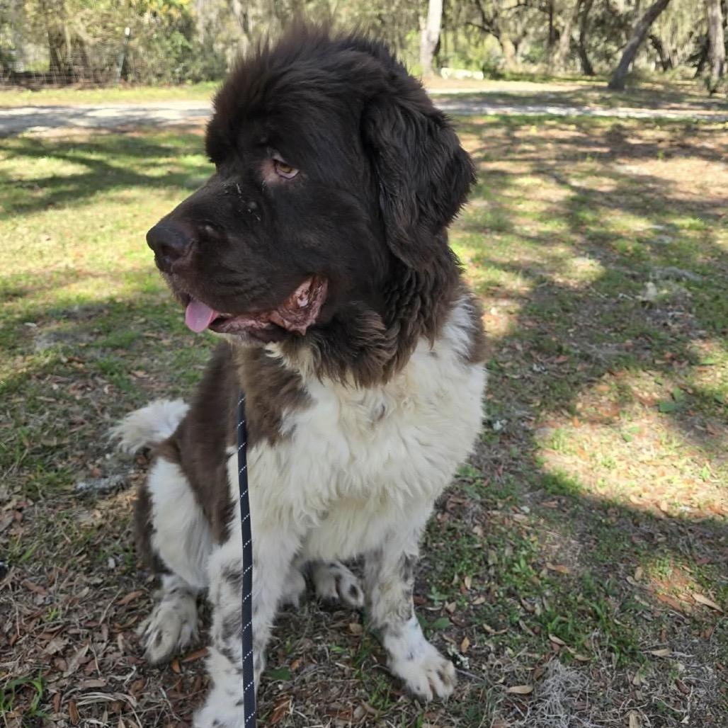 Enlarge Spock, a Adoptable Newfoundland Dog in Williston, FL image 2/6