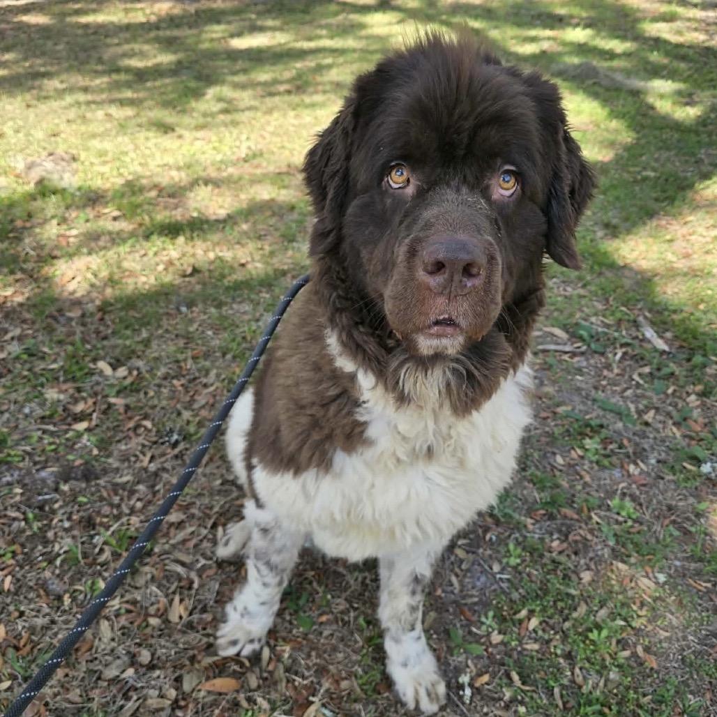 Enlarge Spock, a Adoptable Newfoundland Dog in Williston, FL image 3/6