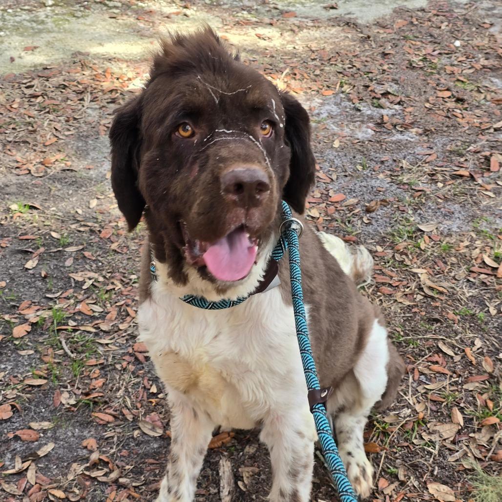 Enlarge Spock, a Adoptable Newfoundland Dog in Williston, FL image 4/6