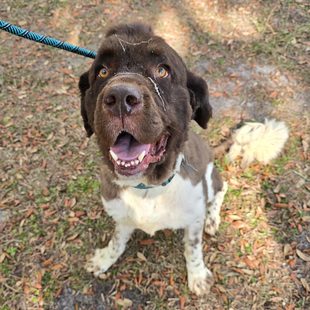 Enlarge Spock, a Adoptable Newfoundland Dog in Williston, FL image 5/6