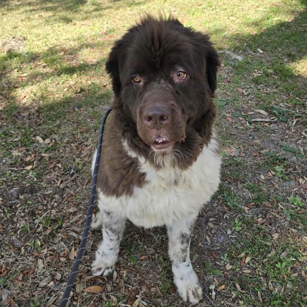 Enlarge Spock, a Adoptable Newfoundland Dog in Williston, FL image 6/6