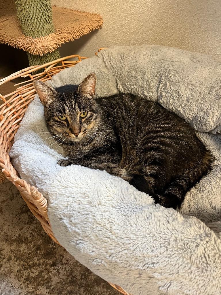 Tiki, Adoptable, Adult Female Domestic Short Hair.