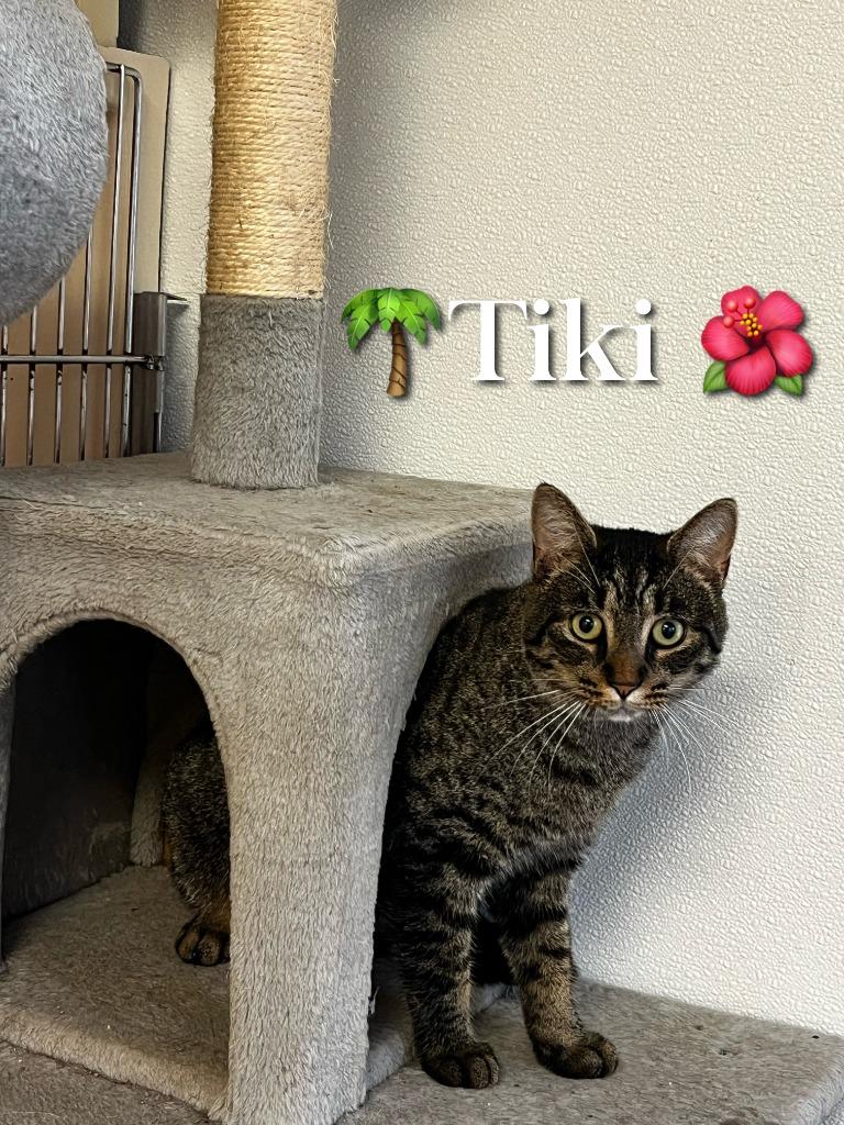 Tiki, Adoptable, Adult Female Domestic Short Hair.