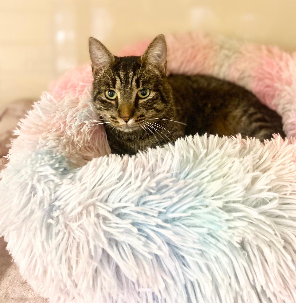 Enlarge Tiki, a Adoptable mixed breed in Clinton, SC image 2/6