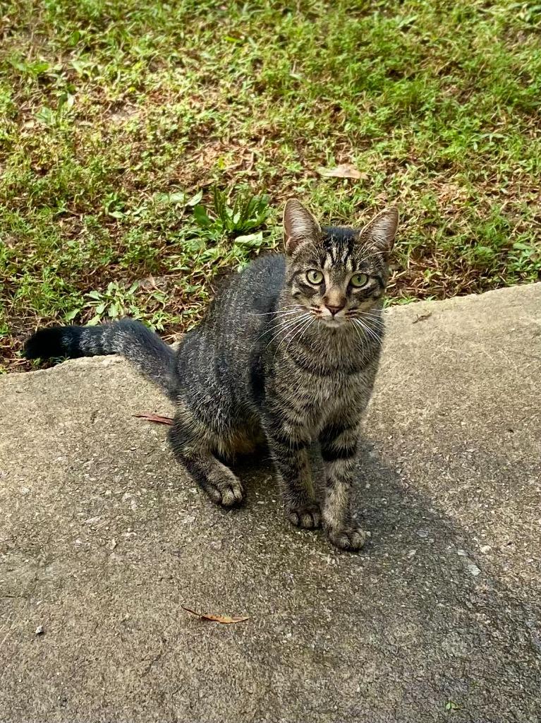 Enlarge Tiki, a Adoptable mixed breed in Clinton, SC image 6/6