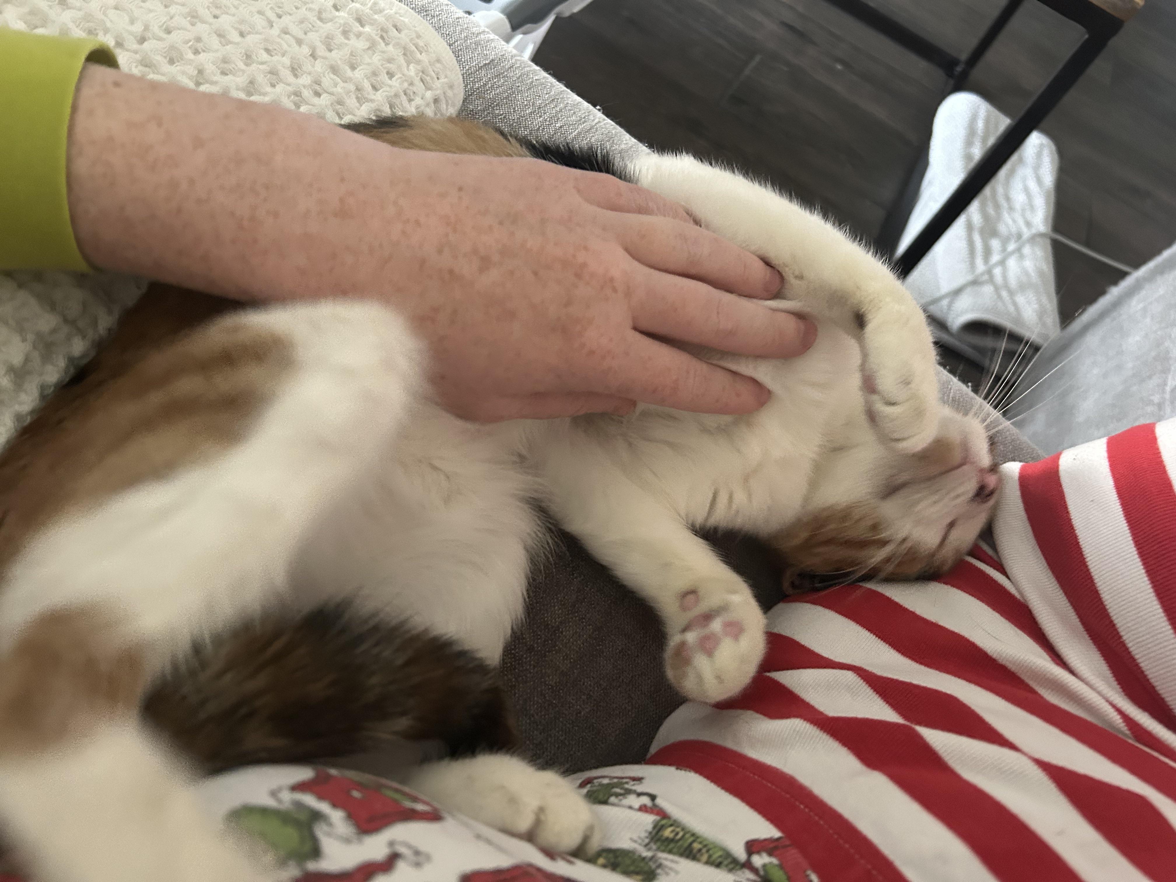 Enlarge Jenny, a Adoptable Domestic Short Hair in Webster, TX image 1/5