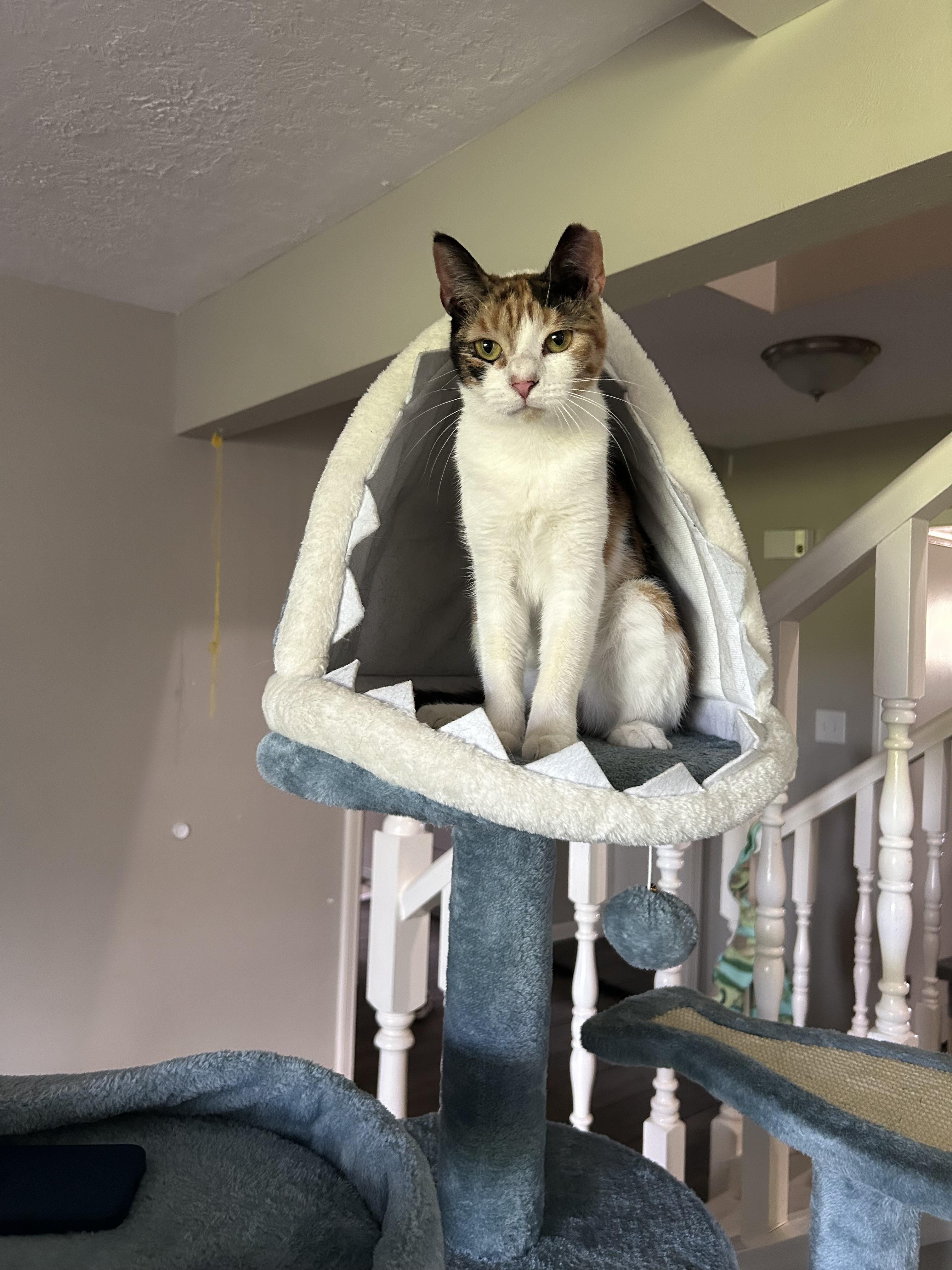 Enlarge Jenny, a Adoptable Domestic Short Hair in Webster, TX image 2/5