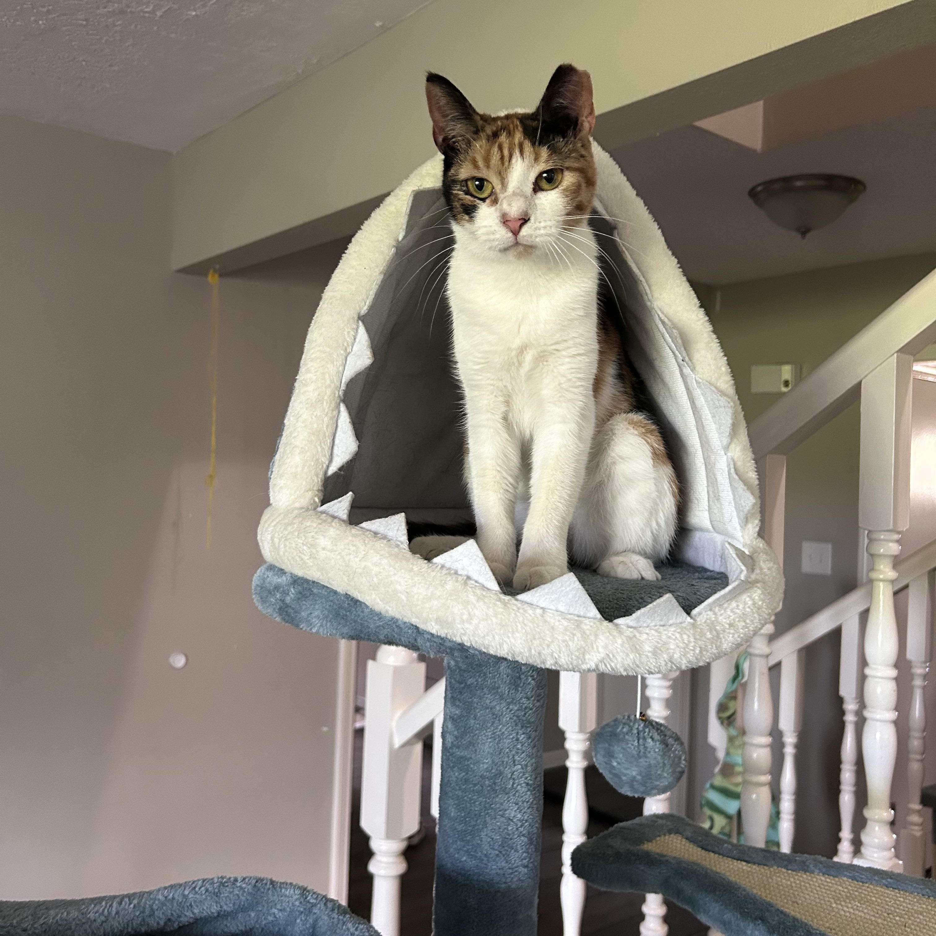 Enlarge Jenny, a Adoptable Domestic Short Hair in Webster, TX image 4/5