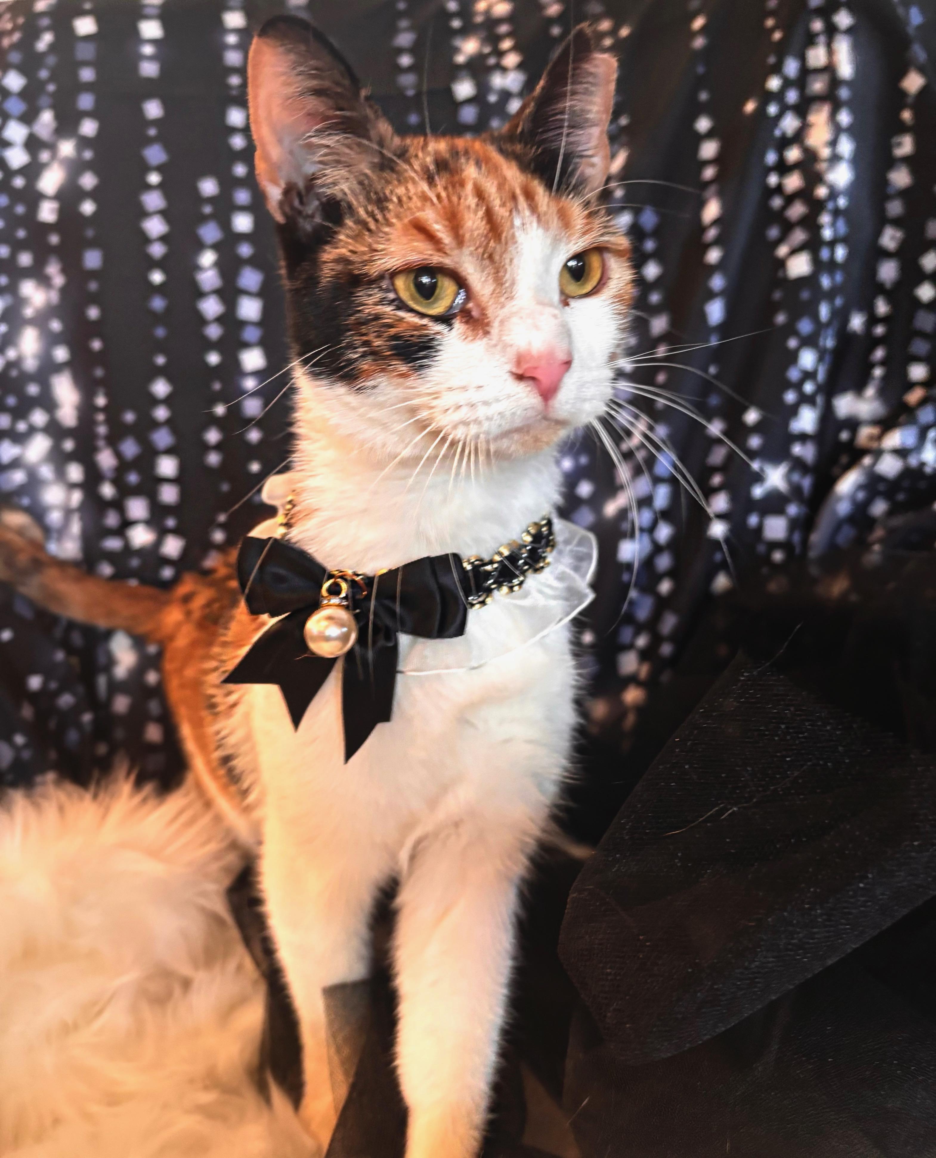 Enlarge Jenny, a Adoptable Domestic Short Hair in Webster, TX image 3/5