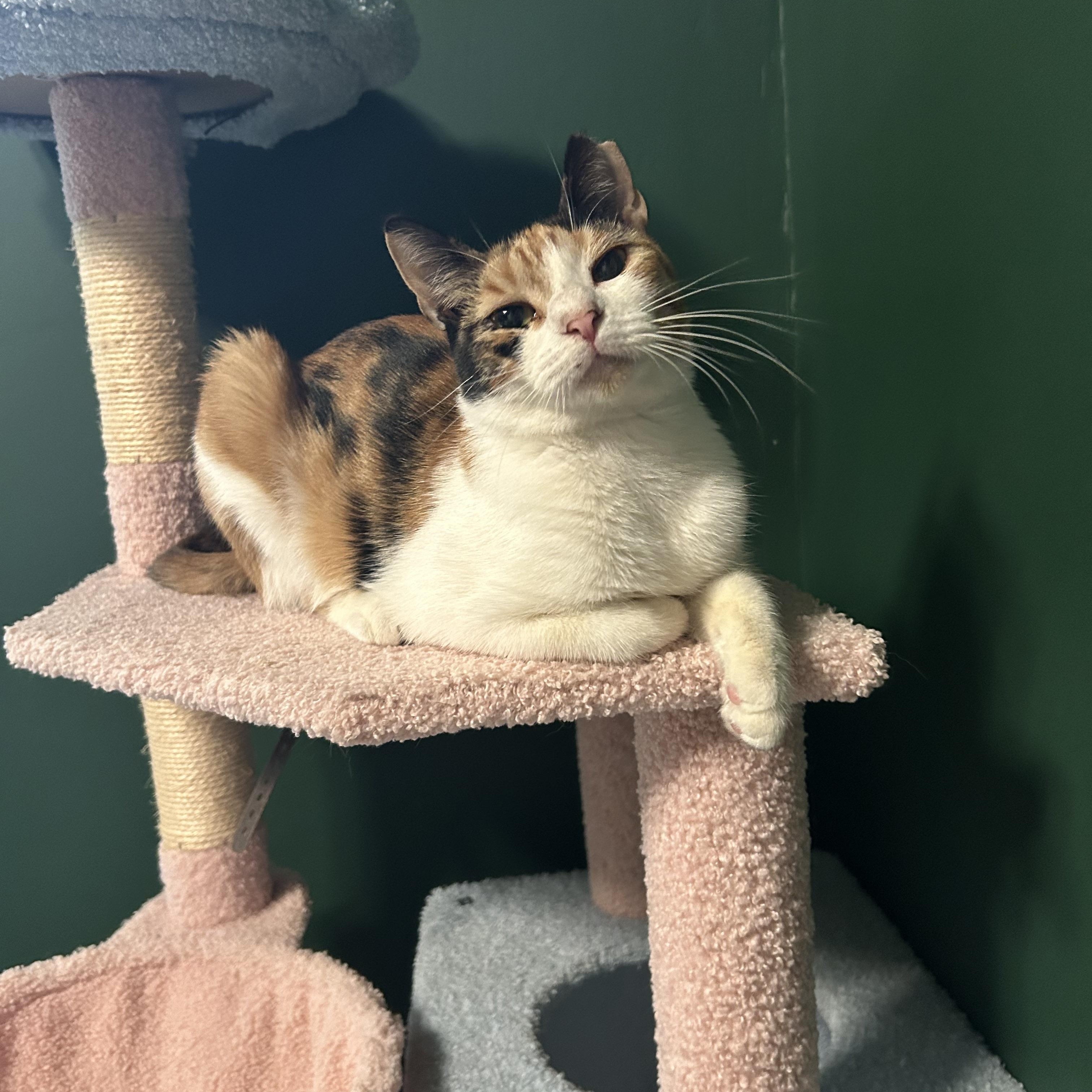 Enlarge Jenny, a Adoptable Domestic Short Hair in Webster, TX image 2/5