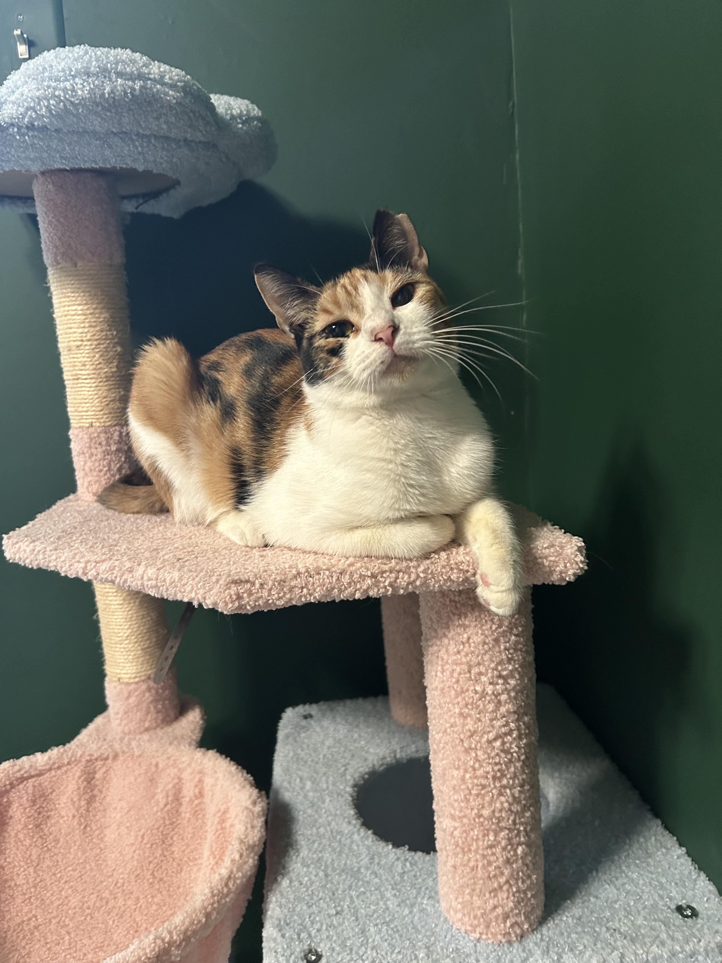 Enlarge Jenny, a Adoptable Domestic Short Hair in Webster, TX image 4/5