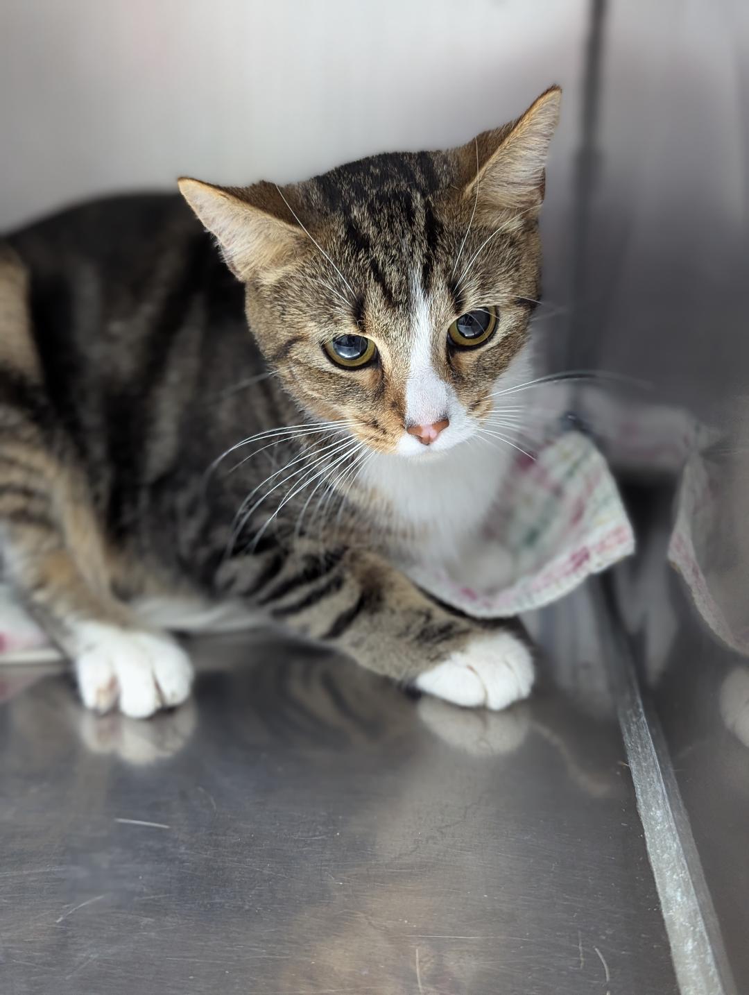 Delaney, Adoptable, Young Female Domestic Short Hair.