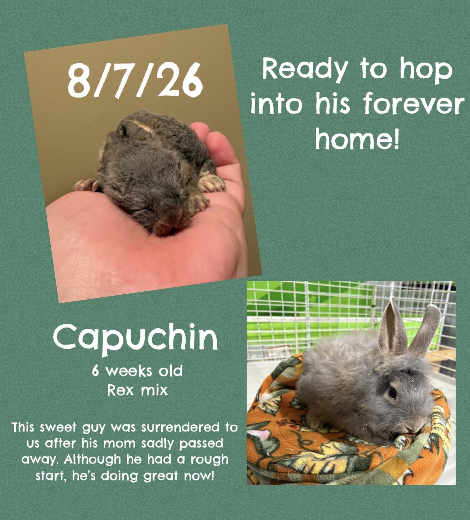 Enlarge Capuchin, a Adoptable mixed breed in Howell, NJ image 1/1