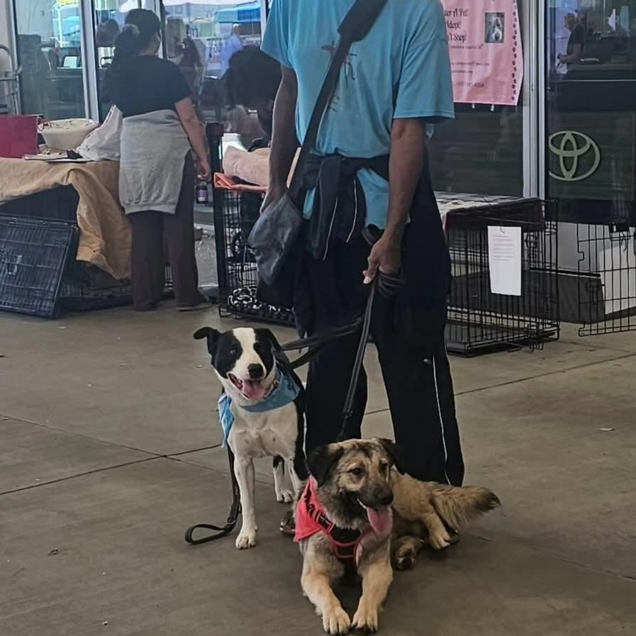 Nana, mini- Anatolian shepherd lab!
