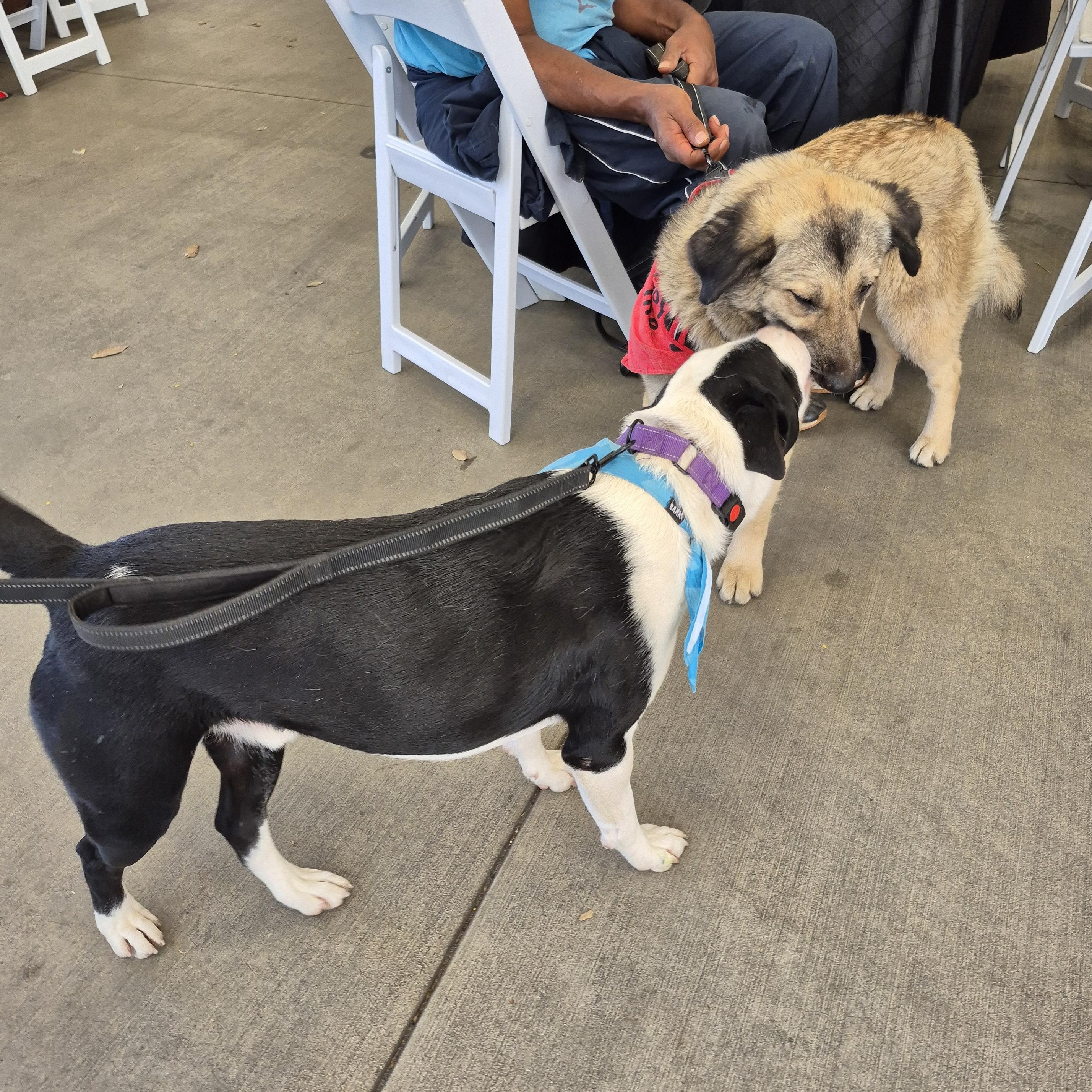 Nana, mini- Anatolian shepherd lab!