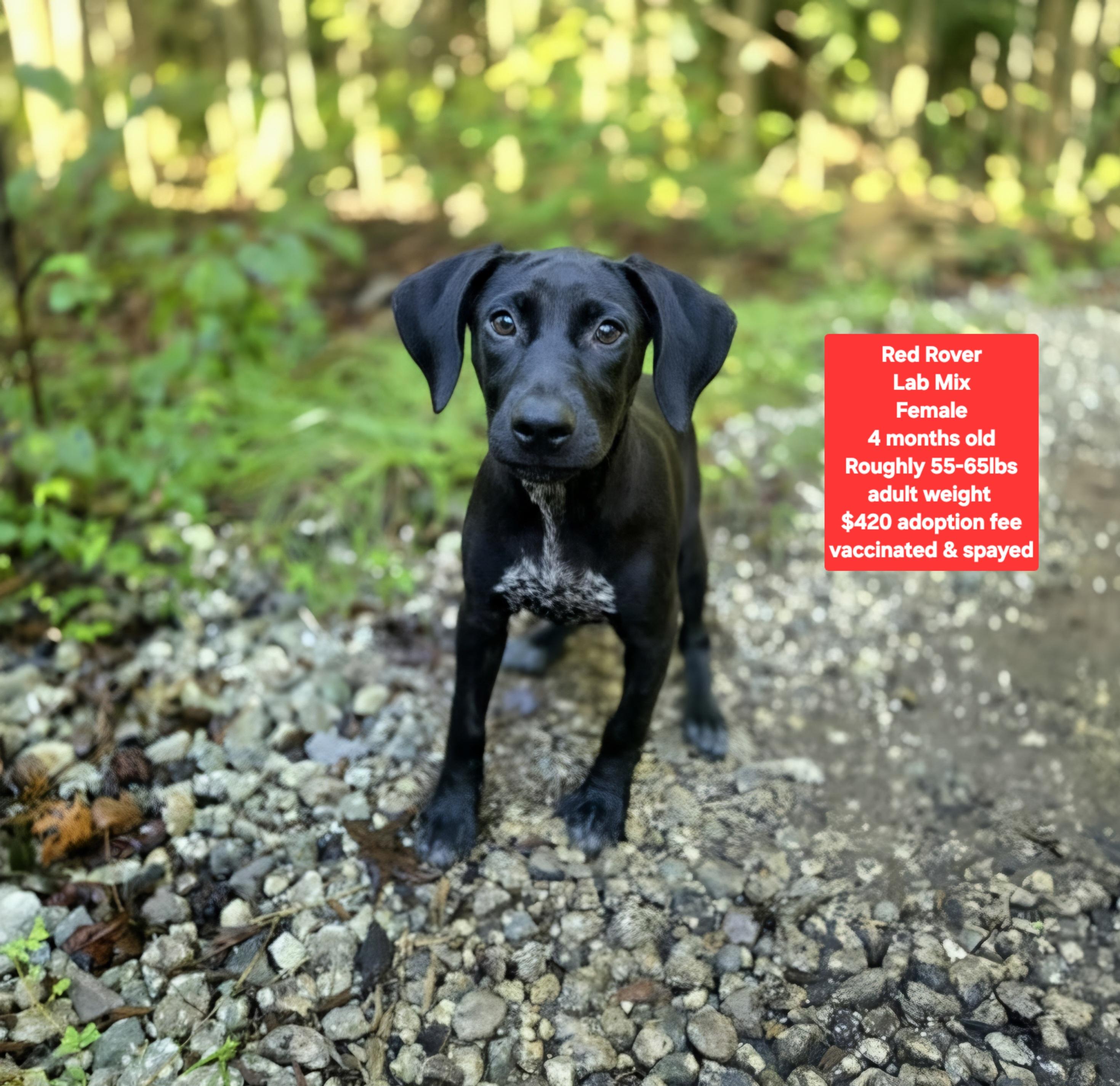 Red Rover, Adopted, Puppy Female Black Labrador Retriever.