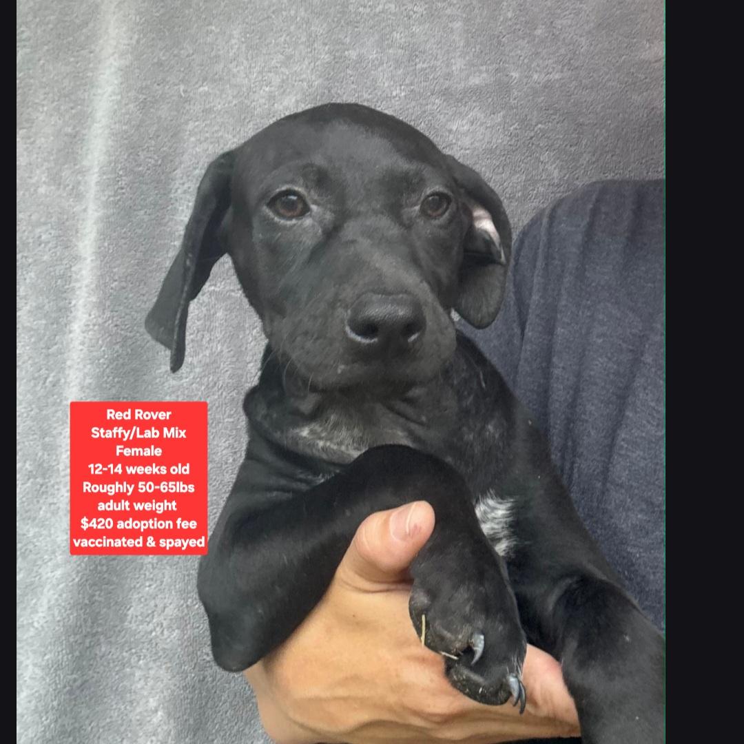 Red Rover, Adoptable, Puppy Female Black Labrador Retriever & Staffordshire Bull Terrier.