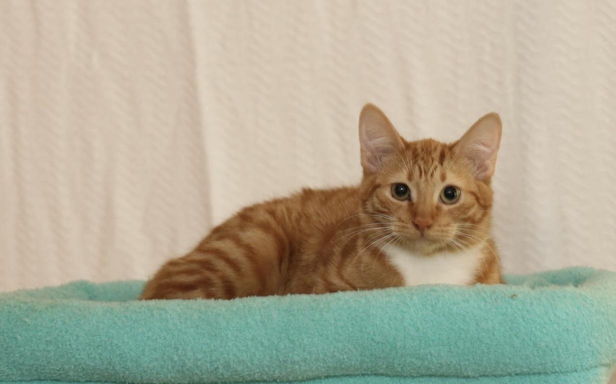 Enlarge Apple - rare orange female!, a Adoptable Tabby in Houston, TX image 2/6