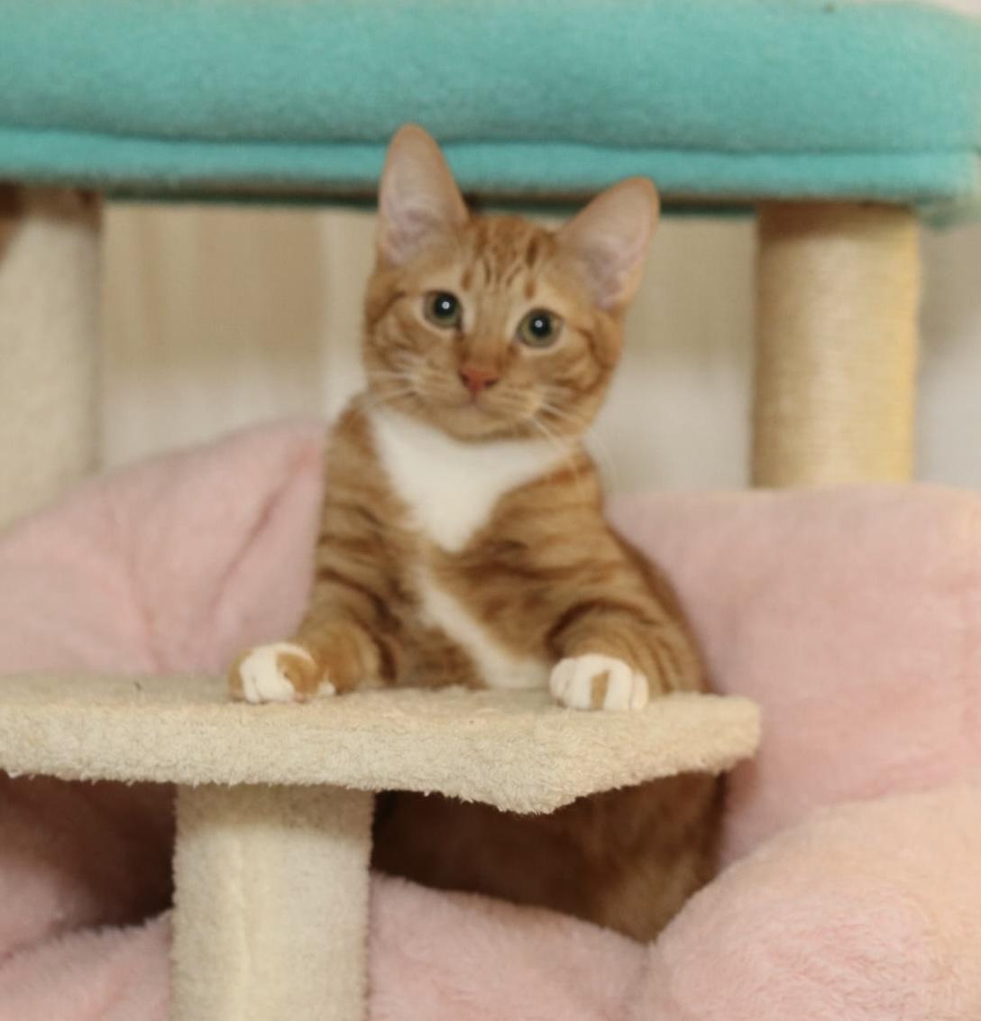 Enlarge Apple - rare orange female!, a Adoptable Tabby in Houston, TX image 3/6