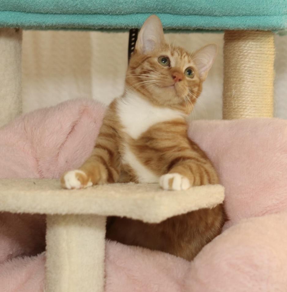 Enlarge Apple - rare orange female!, a Adoptable Tabby in Houston, TX image 4/6