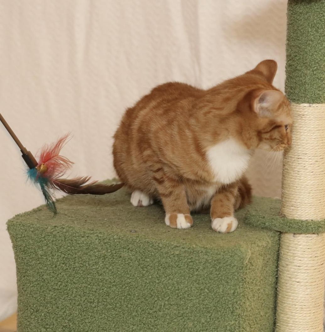 Enlarge Apple - rare orange female!, a Adoptable Tabby in Houston, TX image 5/6