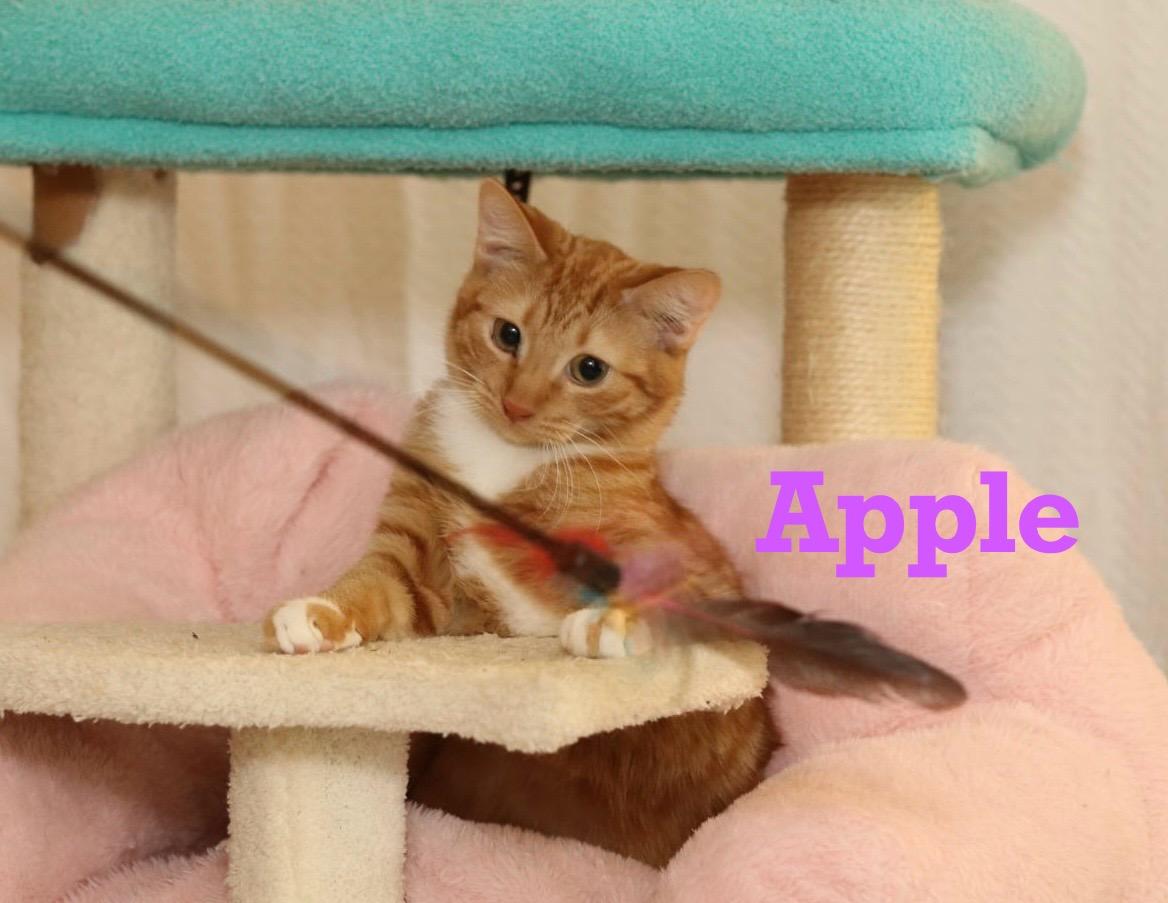Apple - rare orange female!, Adoptable, Young Female Tabby.