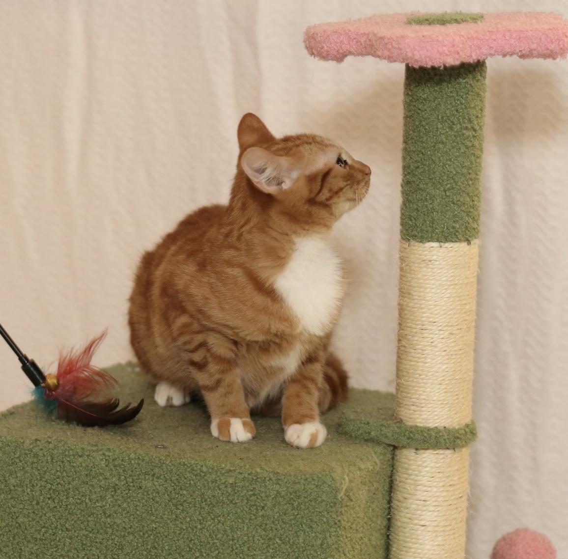 Enlarge Apple - rare orange female!, a Adoptable Tabby in Houston, TX image 6/6