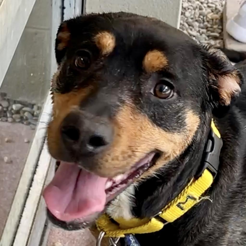 Ruby, a Adoptable Mixed Breed in Asheville, NC image 1/6