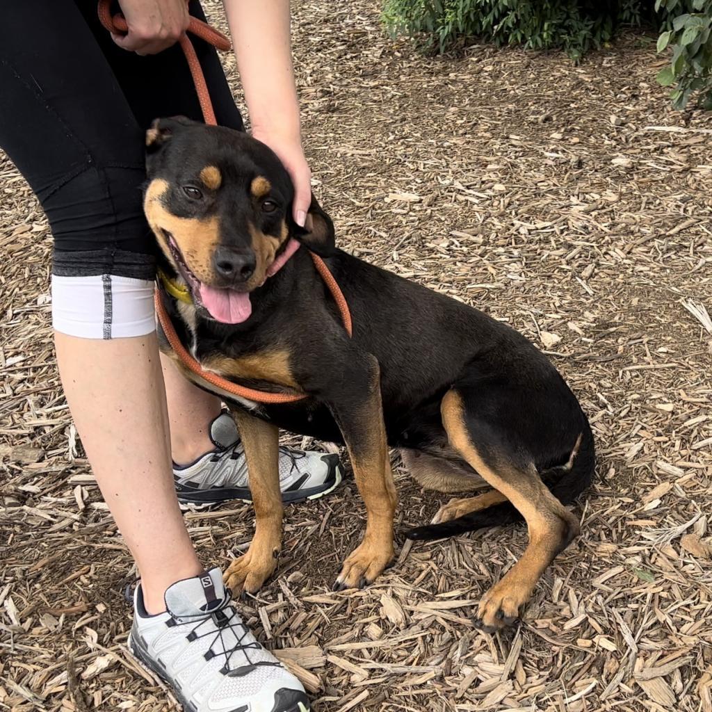 Ruby, a Adoptable Mixed Breed in Asheville, NC image 1/6