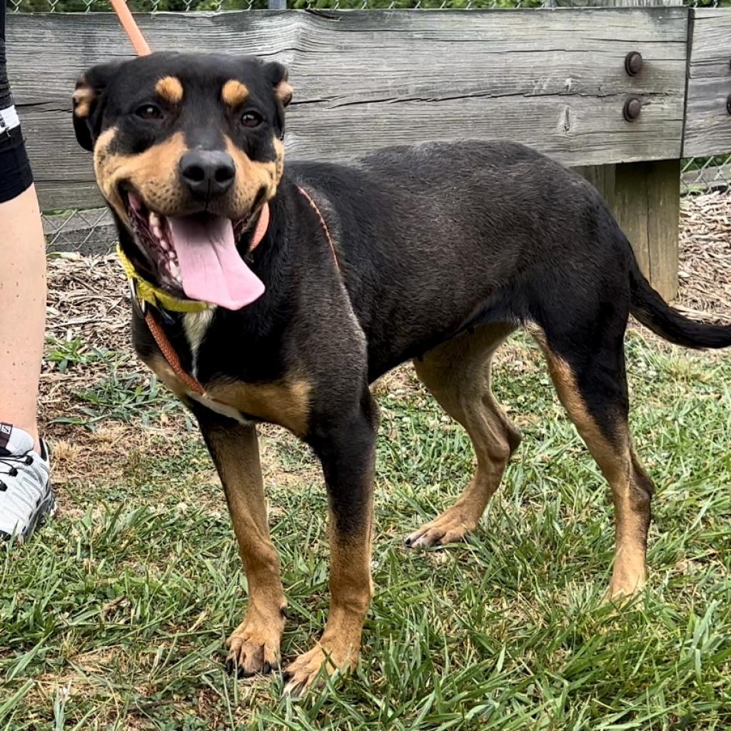 Ruby, a Adoptable Mixed Breed in Asheville, NC image 2/6