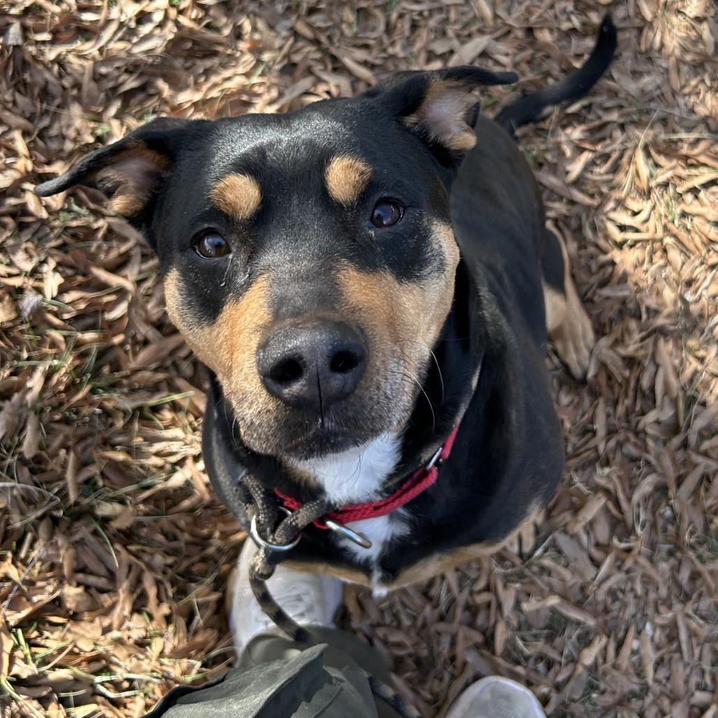 Ruby, a Adoptable Mixed Breed in Asheville, NC image 3/6