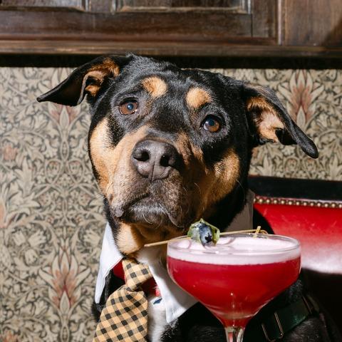 Ruby, a Adoptable Mixed Breed in Asheville, NC image 4/6