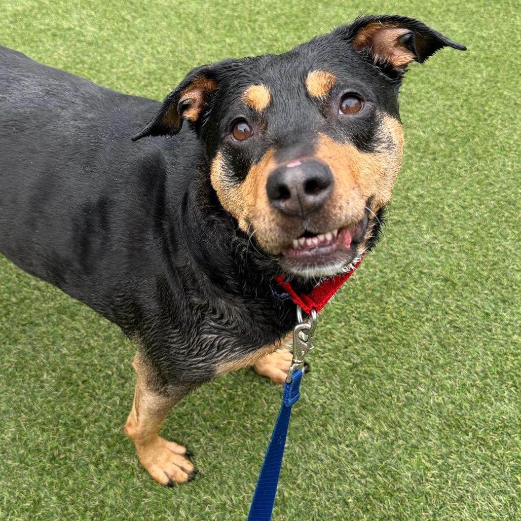 Ruby, a Adoptable Mixed Breed in Asheville, NC image 4/6